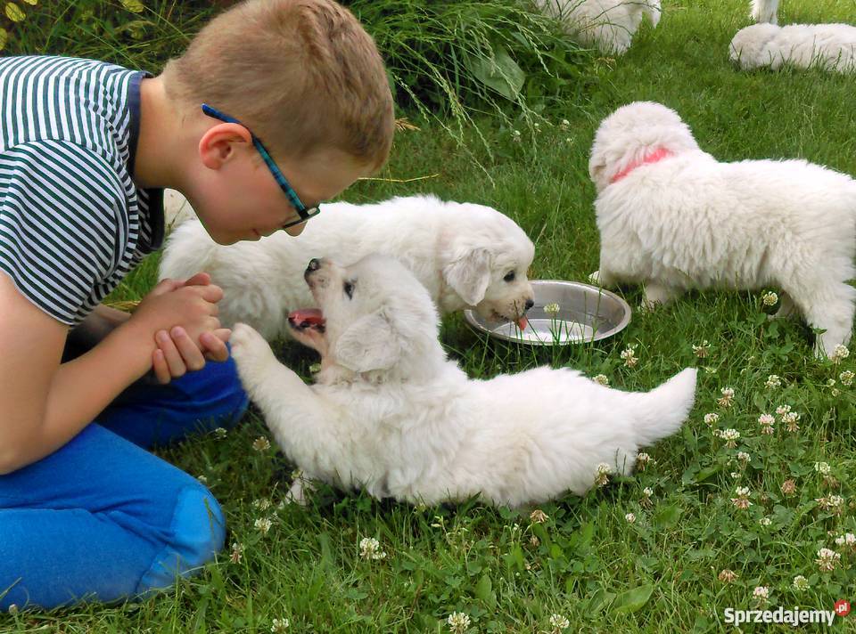 Owczarek podhalański z rodowodem championie lubelskie Lublin