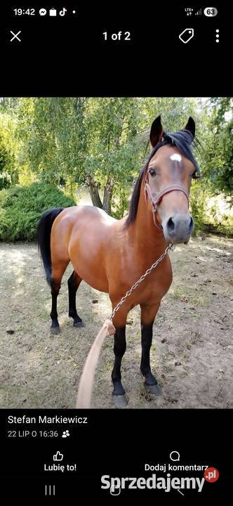 Sprzedam ogiera Tuliszków