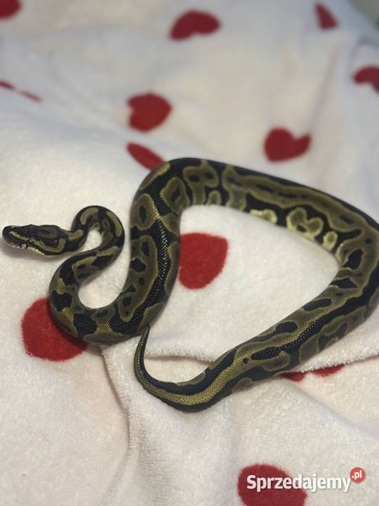 Pyton Królewski Samiczka Nasielsk