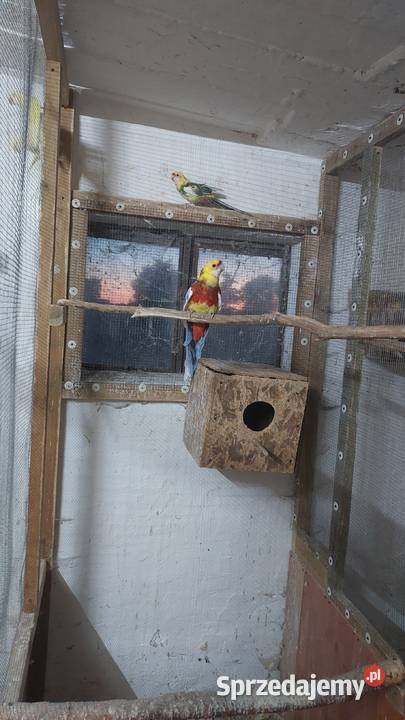 Konury słoneczne rozelle szeki Błaszki sprzedam