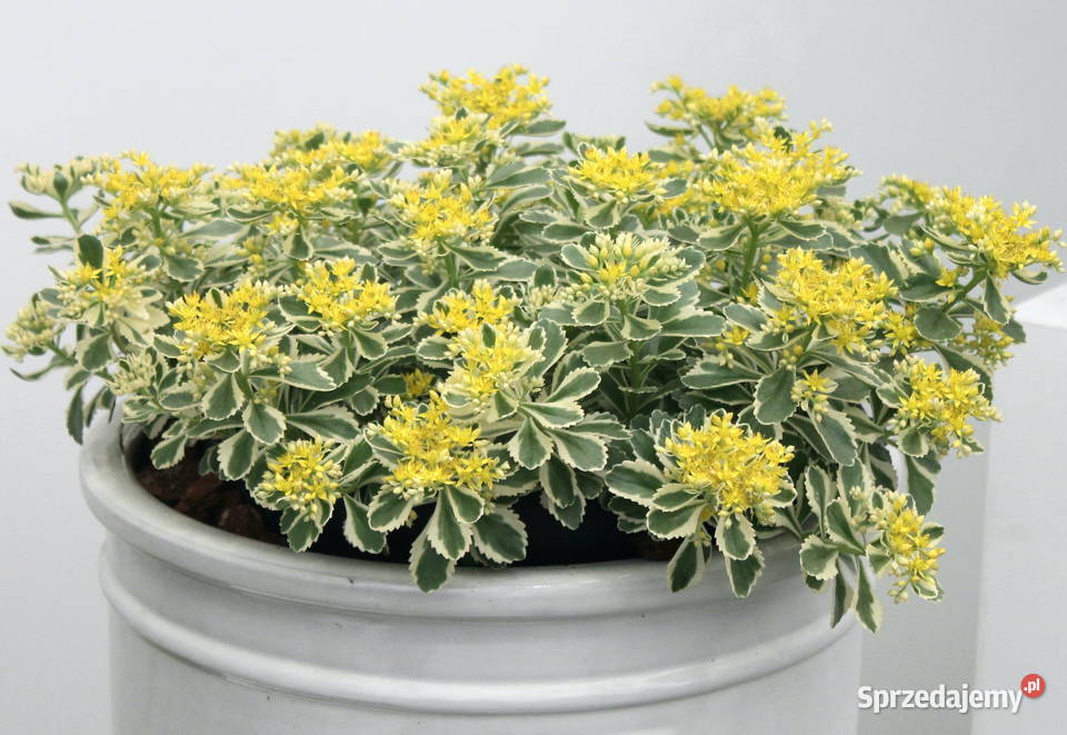 Rozchodnik Atlantis wielobarwny opolskie Kadłub