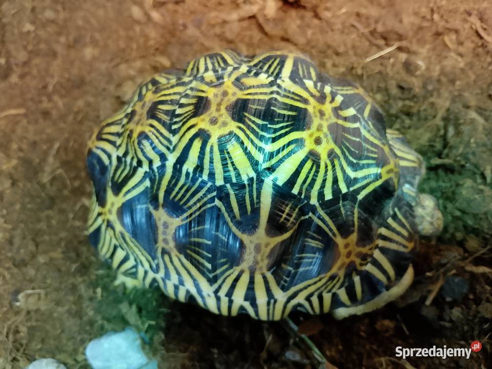 Żółw lądowy promienisty terrarium Bielsko-Biała sprzedam