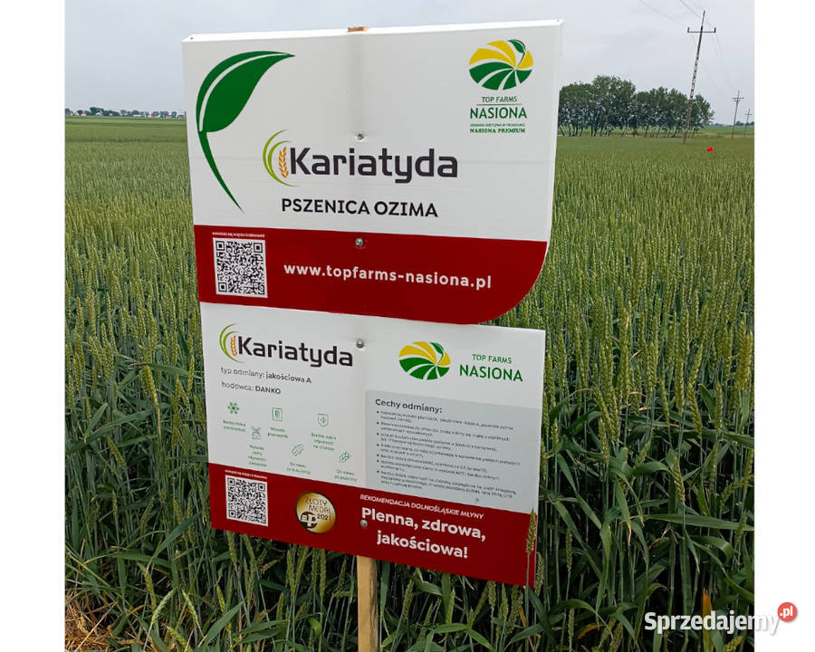 Pszenica ozima Kariatyda jakościowa A Vibrance Kępno