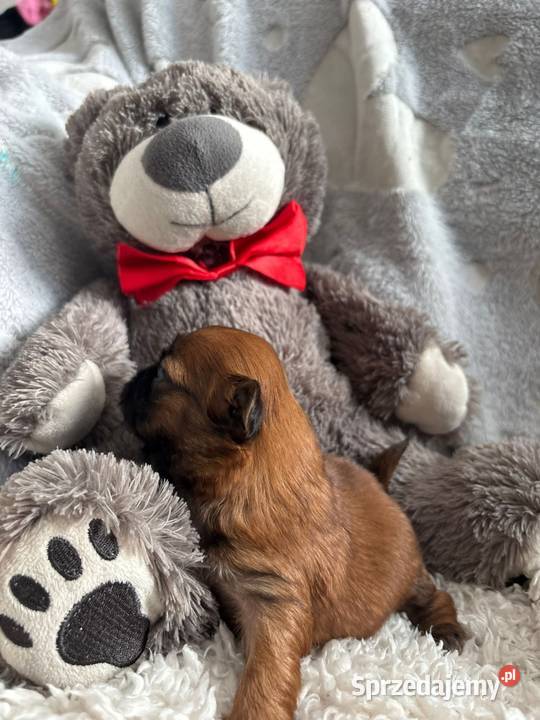 ShihTzu suczka odbiór w grudniu opolskie