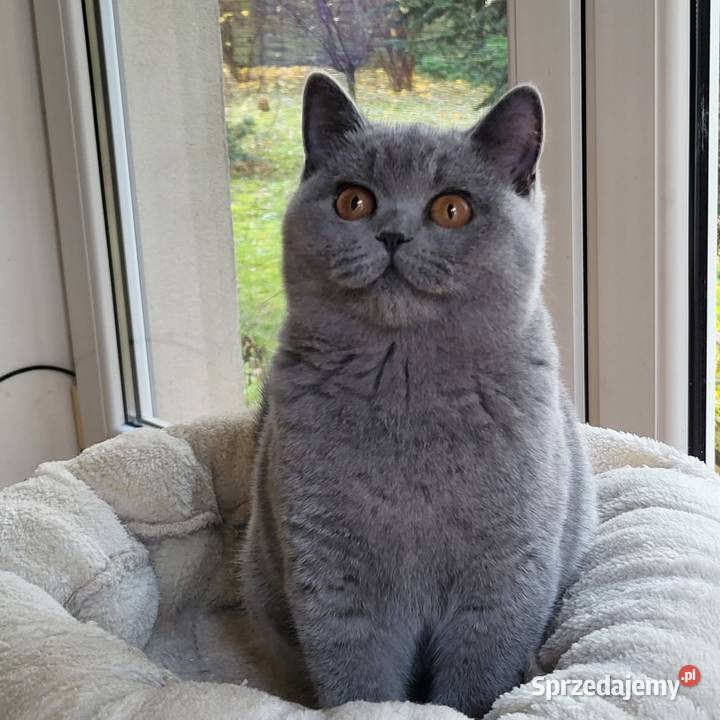 Kocięta z rodowodem FPL Łosie