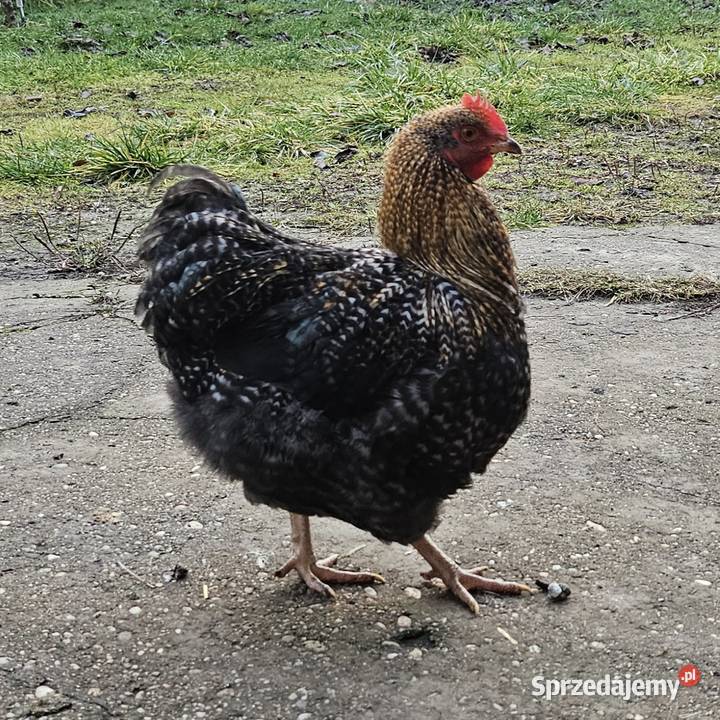 Kogut orpington miniatura miniaturowy Giełda zwierząt Babienica
