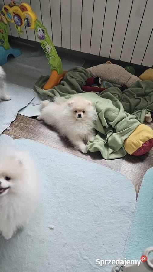 Szpic MiniaturowyPolski piesek Cream PASZPORT Sędziejowice sprzedam