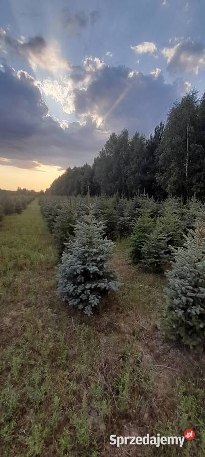 Choinki świerk srebrny srebrzysty pospolity Warszawa