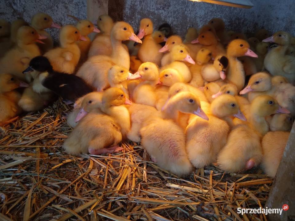 Kaczki pekin dworka mukard ruańskie Jelenia Góra