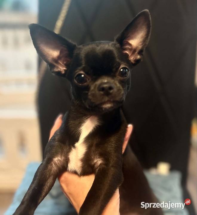 Chihuahua MALEŃKI piesek ZKwP Raczyce