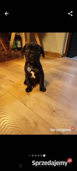 Pieski cane corso Radom sprzedam
