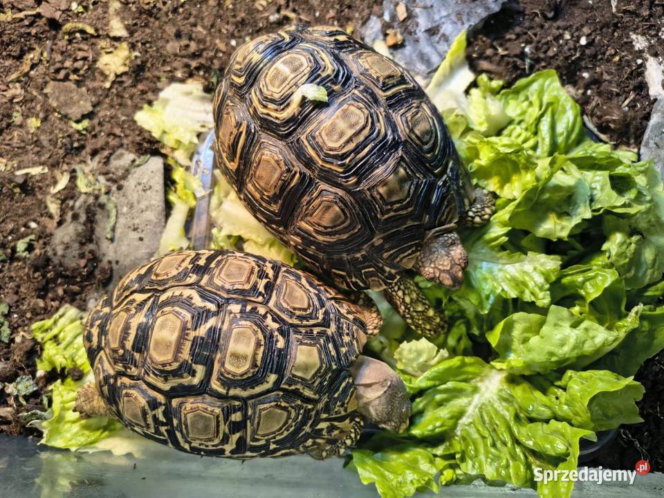 Żółw Lamparci Jawor