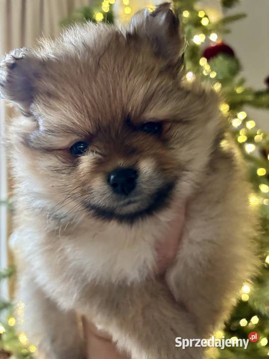 Szpic miniaturowy Pomeranian