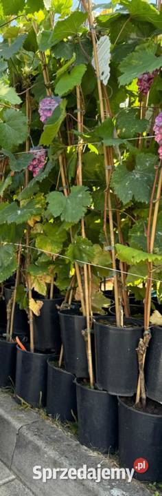 Sadzonki winorośli Największy winogron ARKADIA Łazy Brzyńskie
