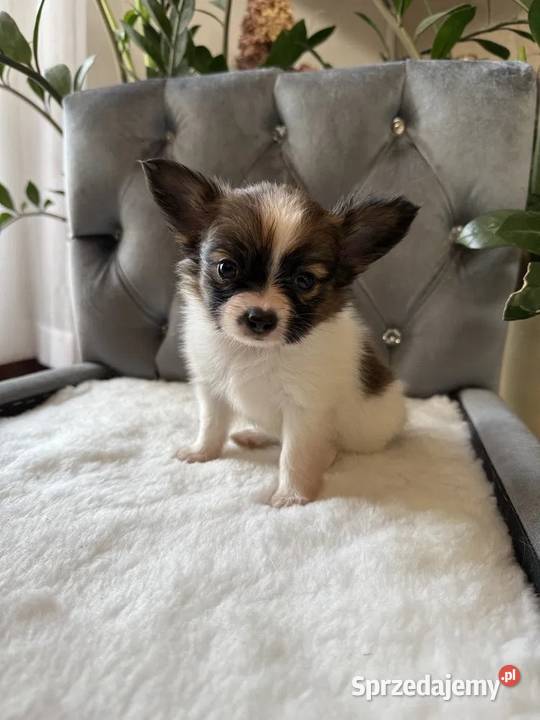 Papillon Spaniel Kontynentalny miniaturowy Dudki