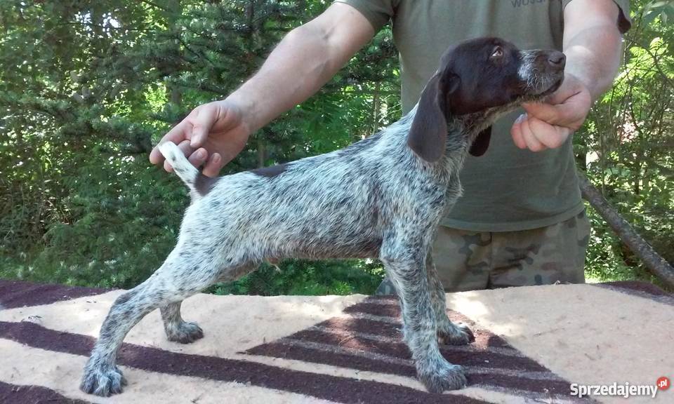 Wyżeł Niemiecki łódzkie Poddębice