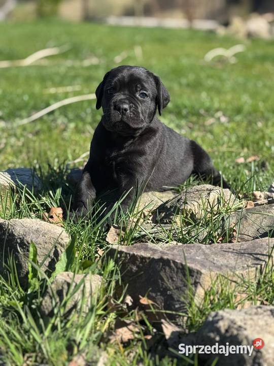 Piękna czarna suczka Cane Corso ZKwPFCI Gdańsk sprzedam