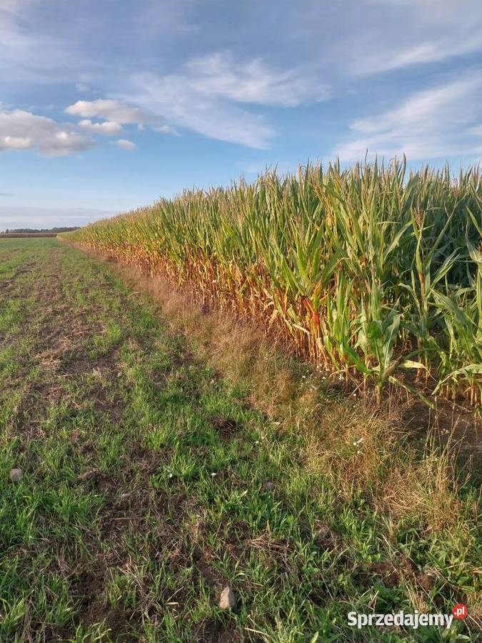 Kukurydza na pniu ziarno kiszonka 55 ha Milejczyce sprzedam