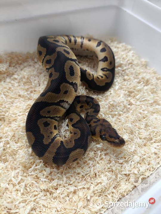 Pyton królewski samiec 229 Boruja Kościelna