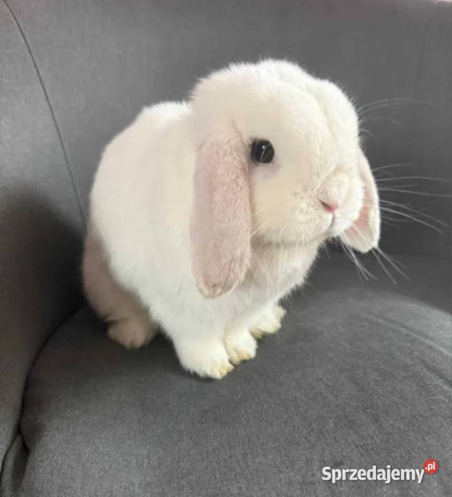 Mini lop wykastrowany legalna hodowla Turek
