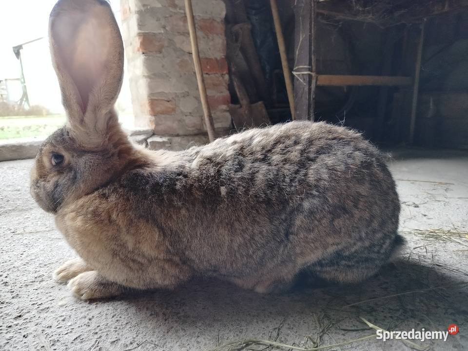 Królik olbrzym belgijski Kumelsk