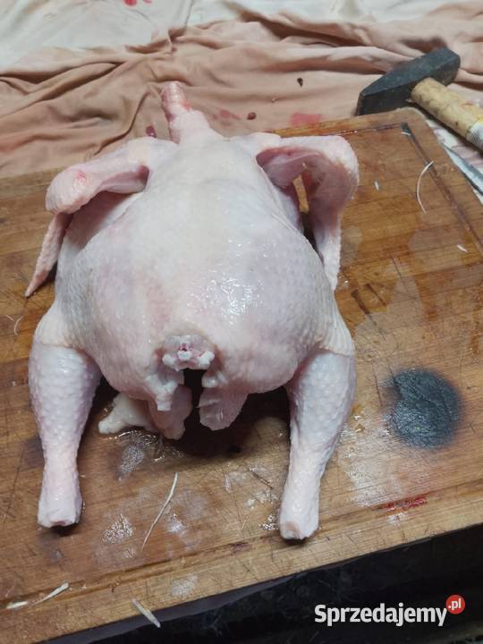 Blojlerki z hodowli państwisko Kotwasice