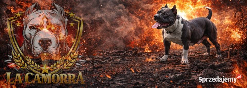 American Staffordshire Terrier Blue Amstaff Paczków