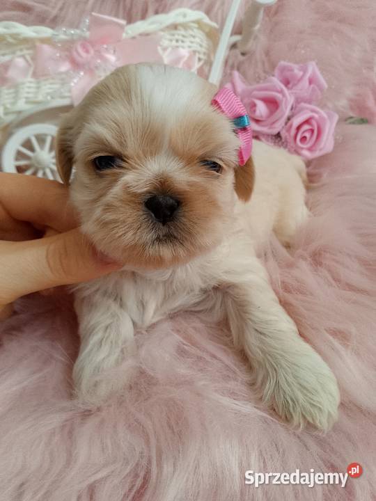 Suczka rasy ShihTzu Kluczbork sprzedam