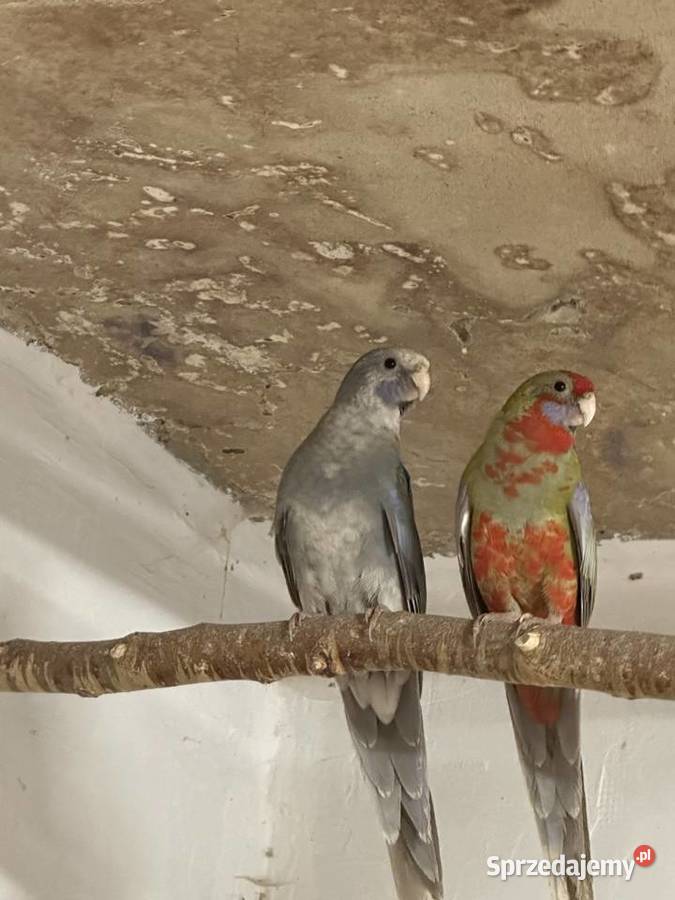 Papugi rozella królewska i świergoty orange szek Kolbuszowa