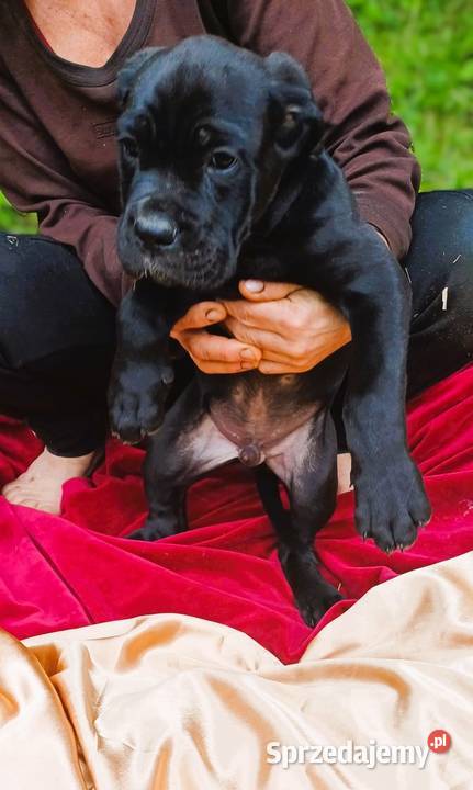Przepiekny szczeniak Cane Corso Italiano szuka