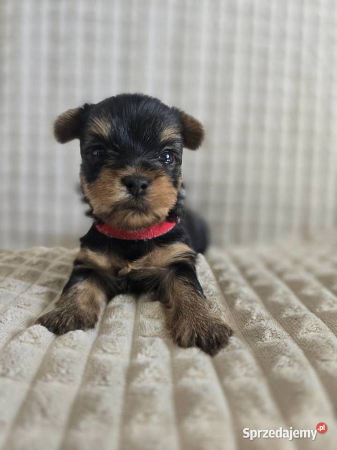 Yorki mini CHAMPIONIE Warszawa mazowieckie