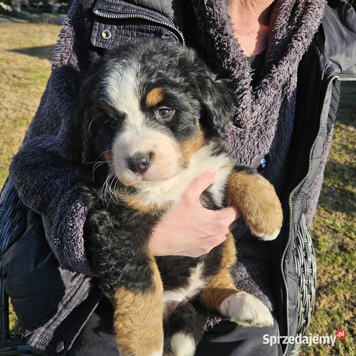 Berneński pies pasterski