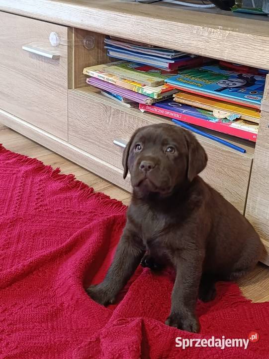 Pieski czarne biszkoptowe Labradory Retriever Tarnów