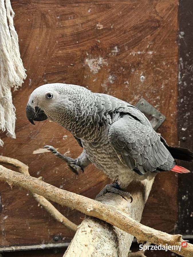 Żako kongijskie Ptaki kujawsko-pomorskie Bydgoszcz