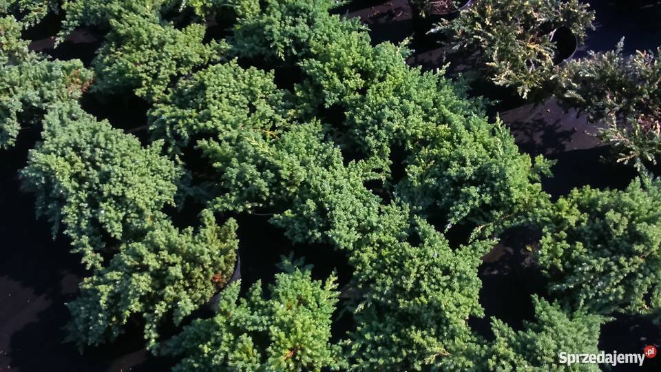 Jałowiec rozesłany Procumbens Nana Garlica Duchowna