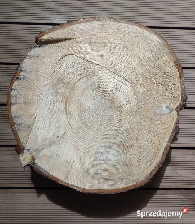 Jodła zwyczajna plaster Świeży do obróbki Zakopane