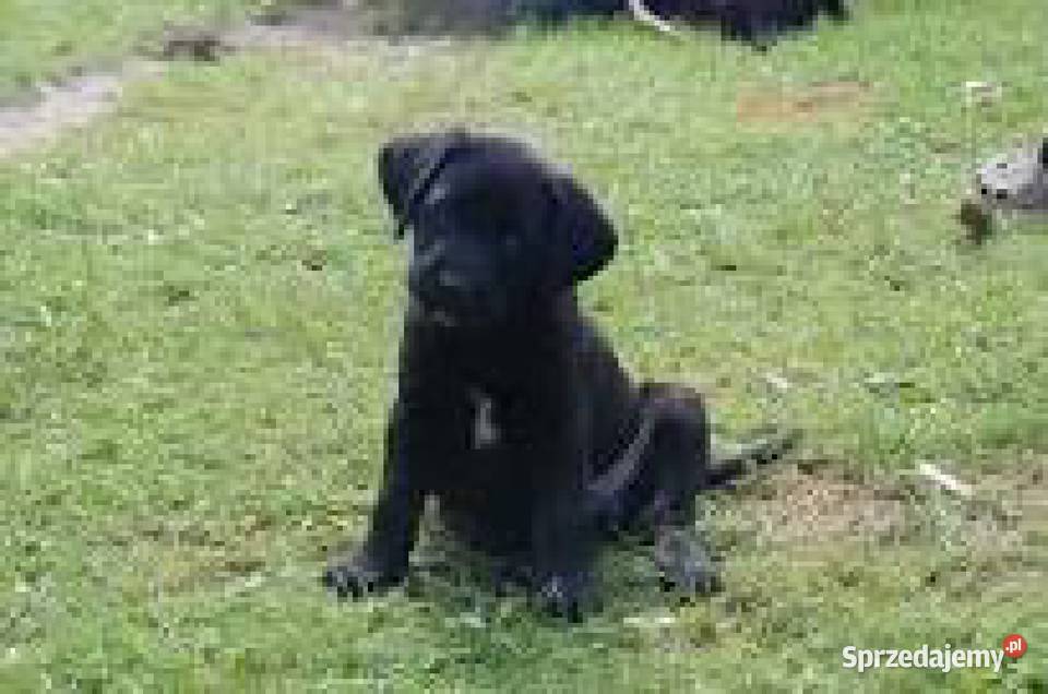 sprzedam szczeniaki labrador mix