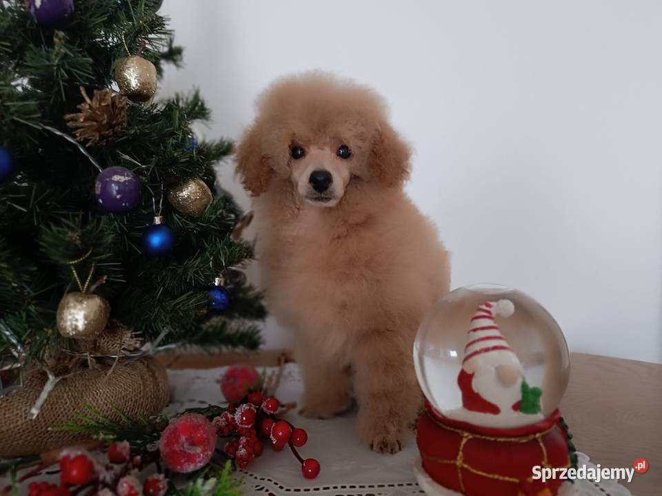 Pudel Toy z dokumentami FCI bez wad Kielce