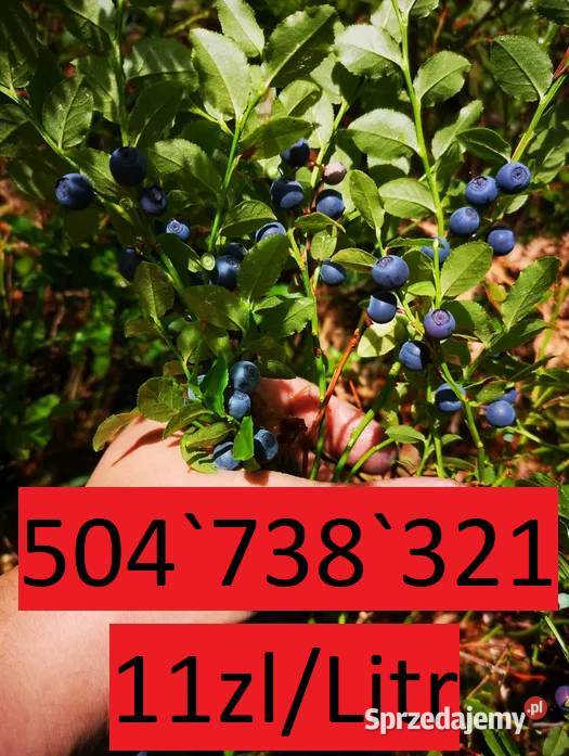 Jagody Leśne 11zl litr Świeże Nadal Zbieram Warzywa i owoce wielkopolskie Tarnówko