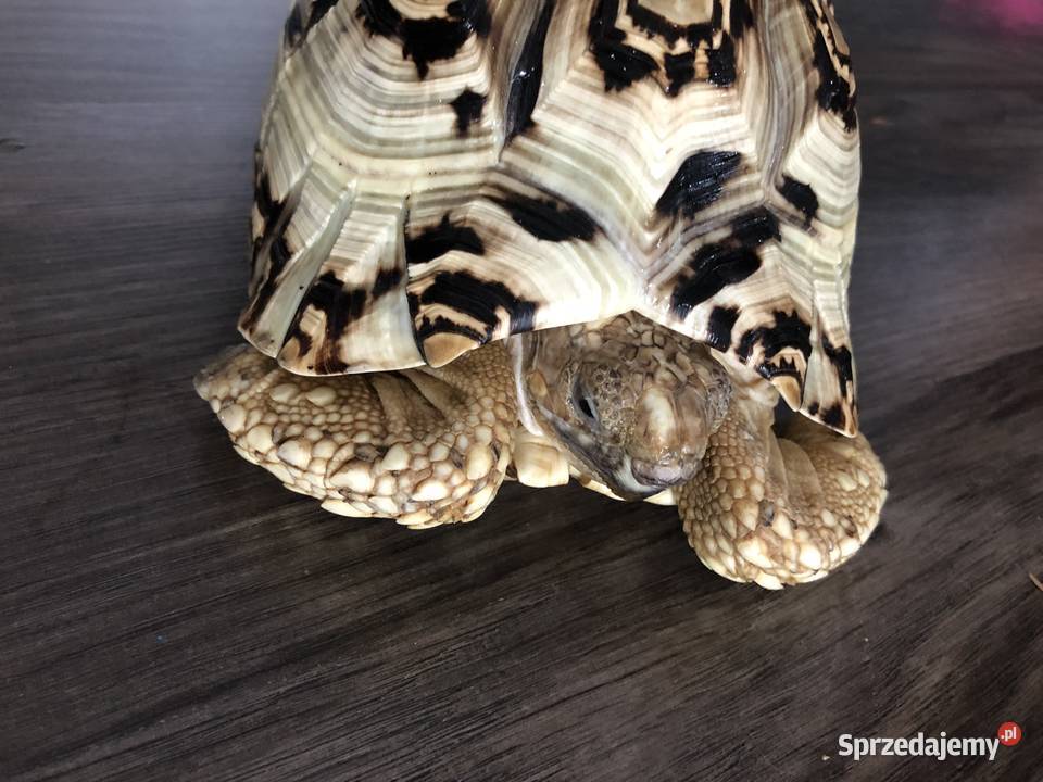 Żółw lamparci ok8 letni samiczka Lublin