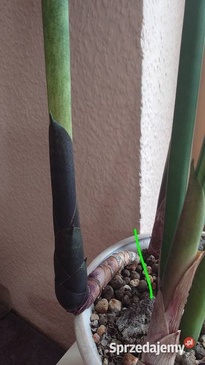 Sansevieria bacularis z kolekcji odrost liść 54