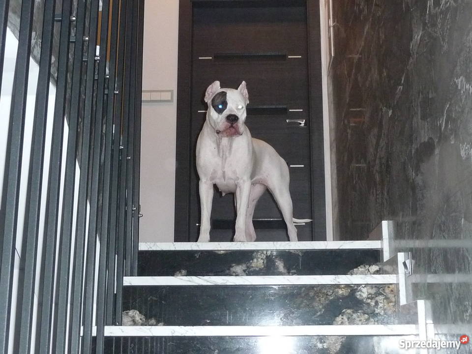 Dog argentyński szczenięta z rodowodem Jaworzno