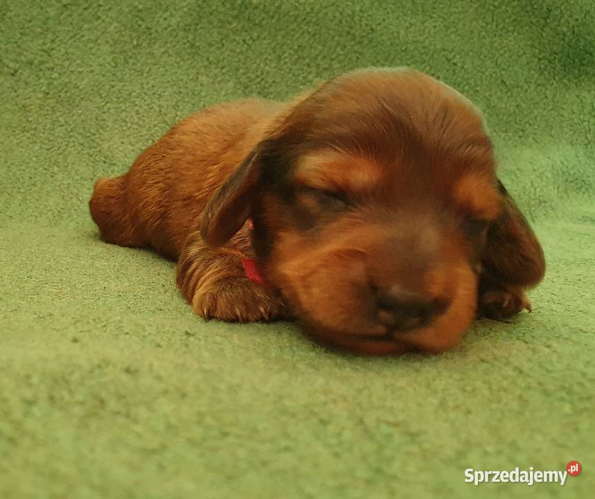 Jamnik Długowłosy KróliczyMiniaturowy ZKwP FCI Katowice