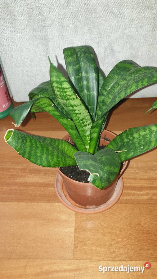 Sansewieria wysokość 27 sansa Warszawa sprzedam