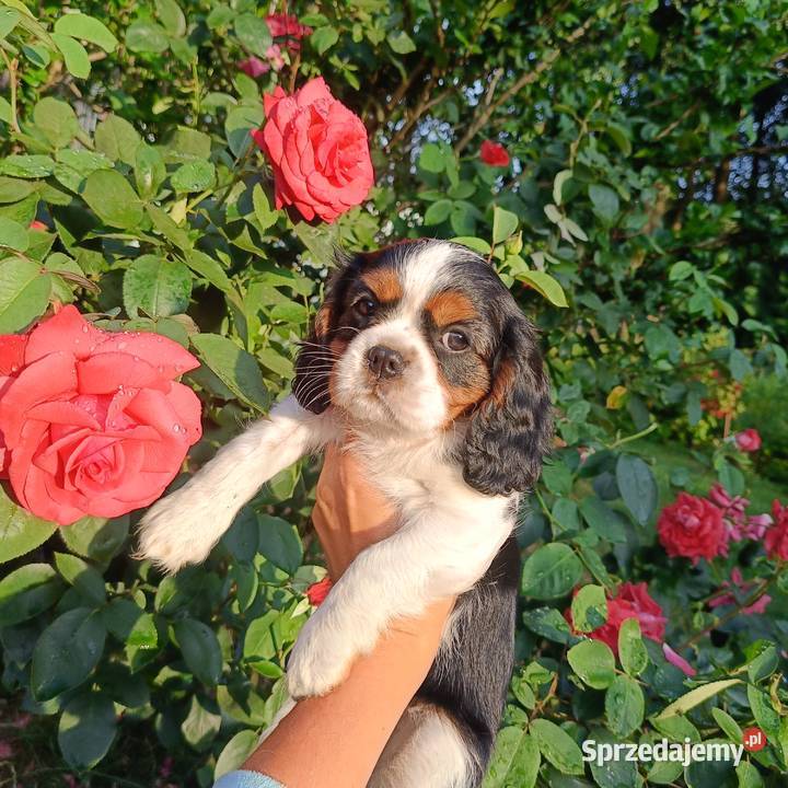 Szczenięta Cavalier King Charles spaniel suczki Cavalier King Charles Spaniel Tarnowskie Góry