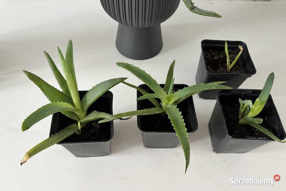 Aloe Wera leczniczy sadzonki Pozostałe Łódź sprzedam