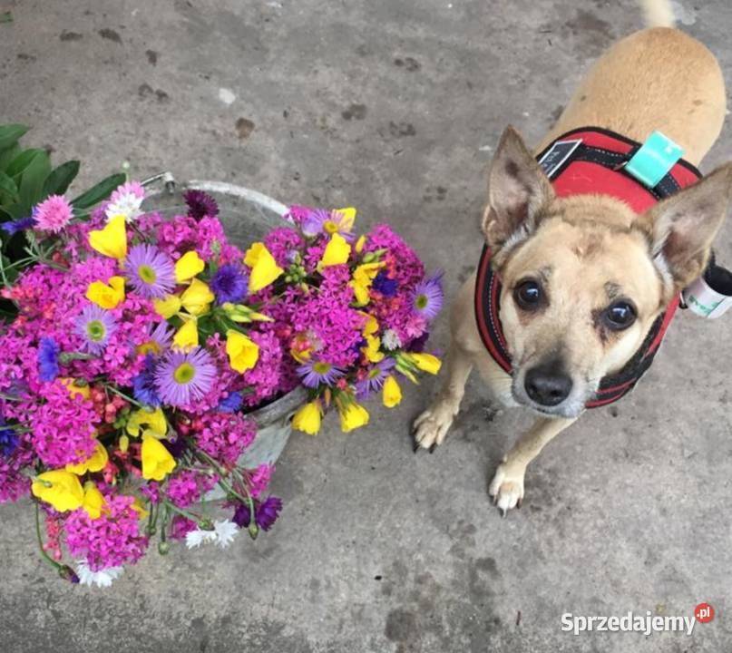 Duży bukiet piękne kwiaty cięte kwiatki Kraków