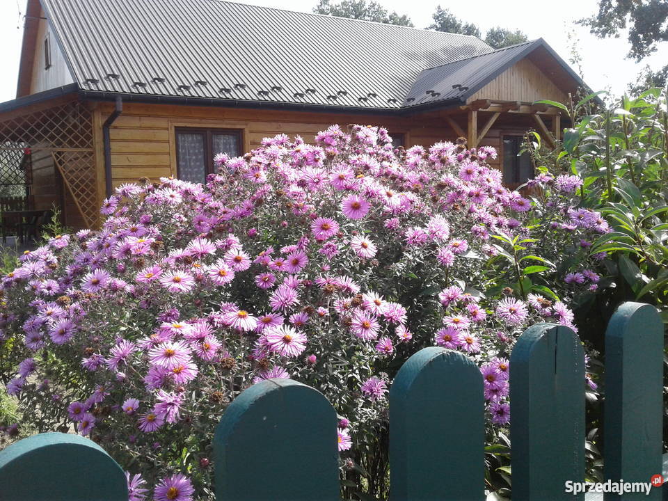 Aster krzaczasty Marcinek Michałek sadzonki świętokrzyskie Bidziny