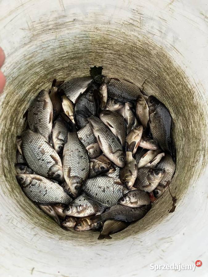 Karaś na żywca do zarybien Węgorzewo