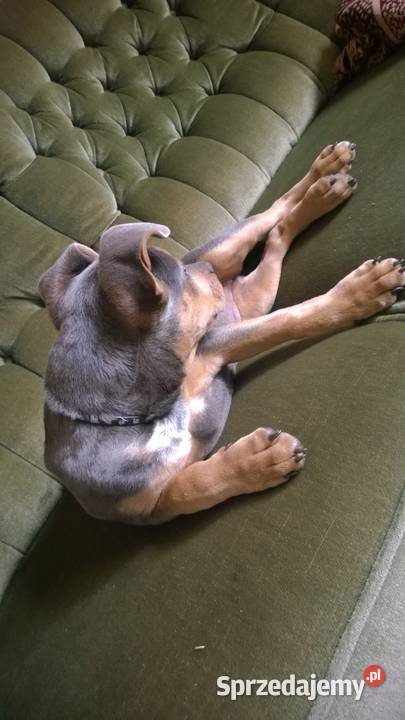 staffik niebieska suczka bez rodowodu Korczew